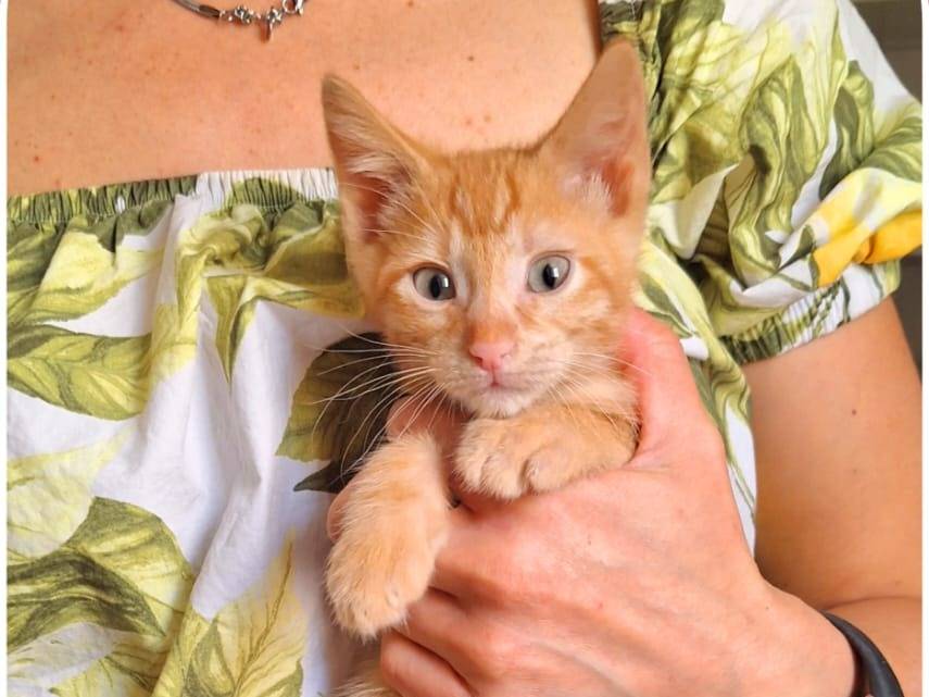 Adozione gatto, maschio, Razza sconosciuta Razza sconosciuta, 3 mesi, taglia non valida, Milano