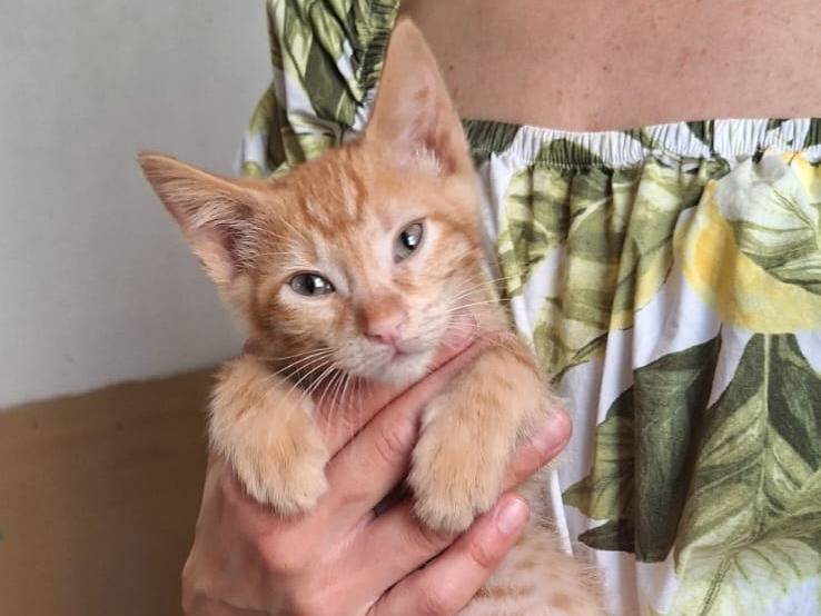 Adotta il gatto Kyo a Milano