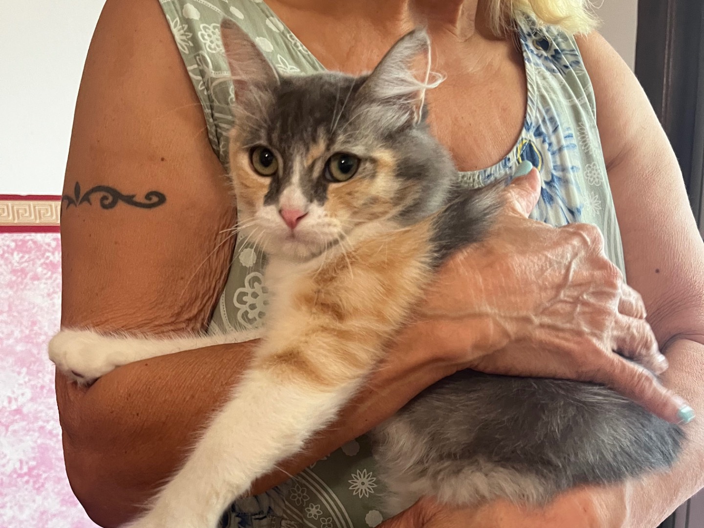 Adotta un gatto, femmina, 5 mesi, Teramo