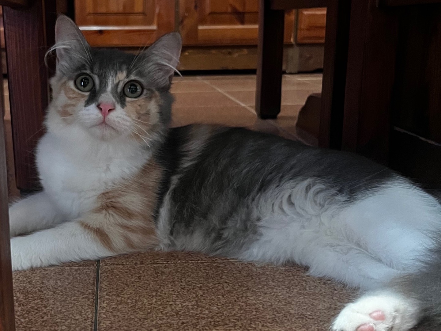 Adozione gatto, femmina, Razza sconosciuta Razza sconosciuta, 5 mesi, taglia non valida, Teramo