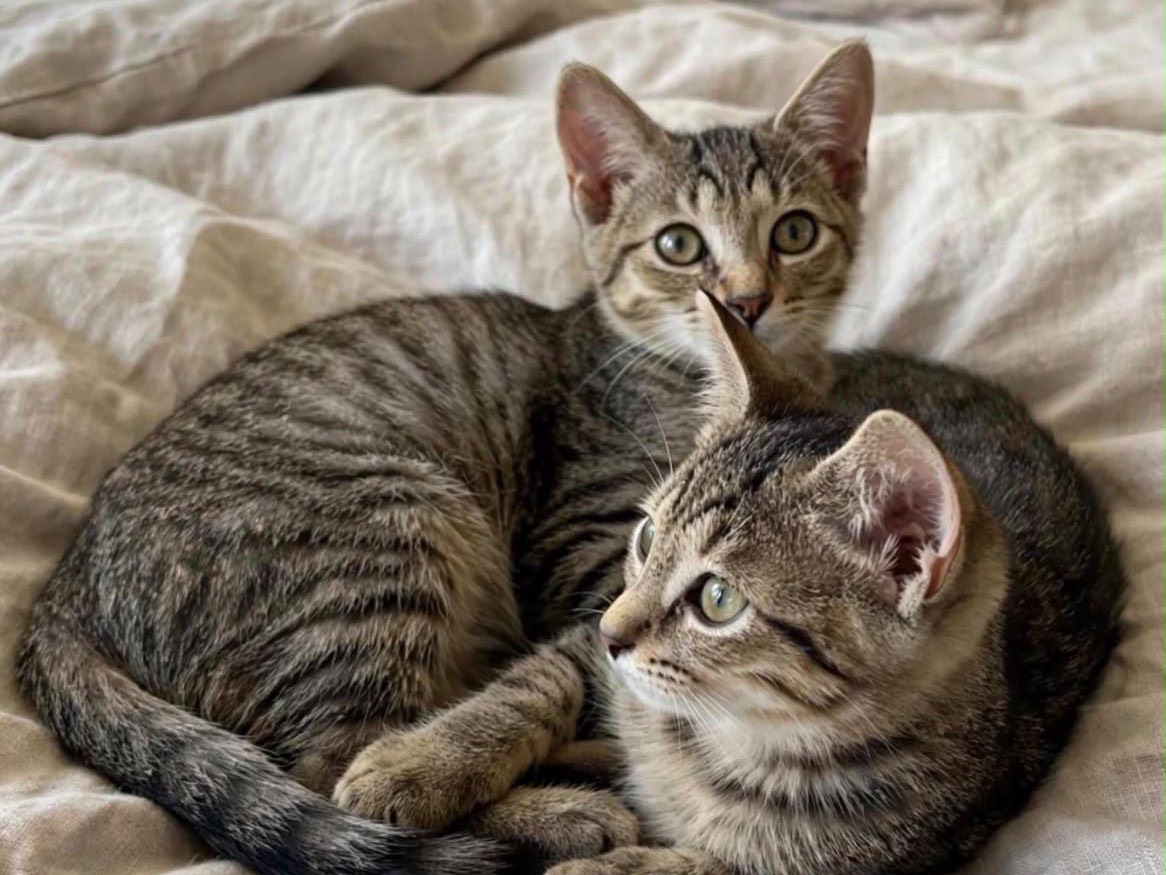 Adozione gatto, femmina, Razza sconosciuta Razza sconosciuta, 3 mesi, taglia non valida, Roma
