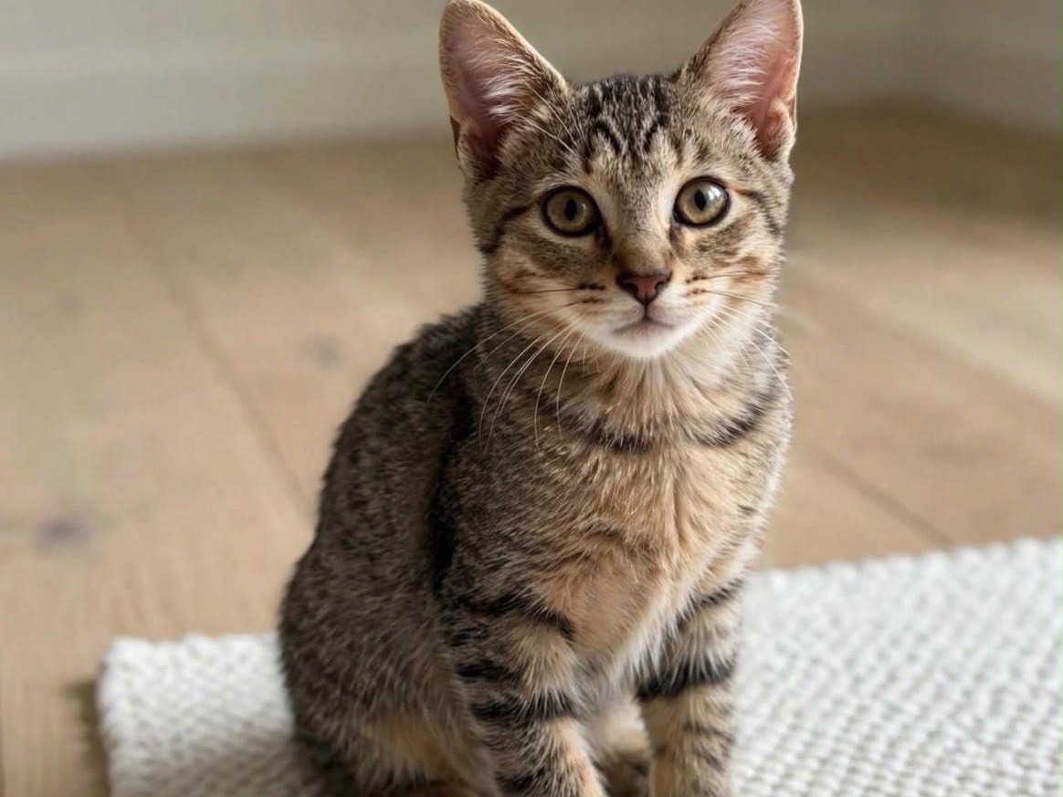Adotta un gatto, femmina, 3 mesi, Roma