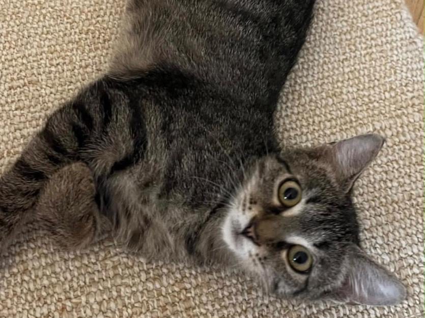 Adotta un gatto, taglia non valida, femmina, Roma