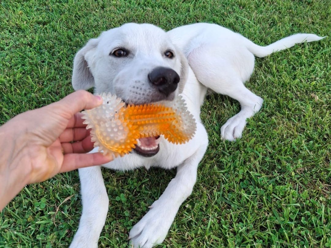 Adozione cane, maschio, Razza sconosciuta Razza sconosciuta, 5 mesi, taglia media, Crotone