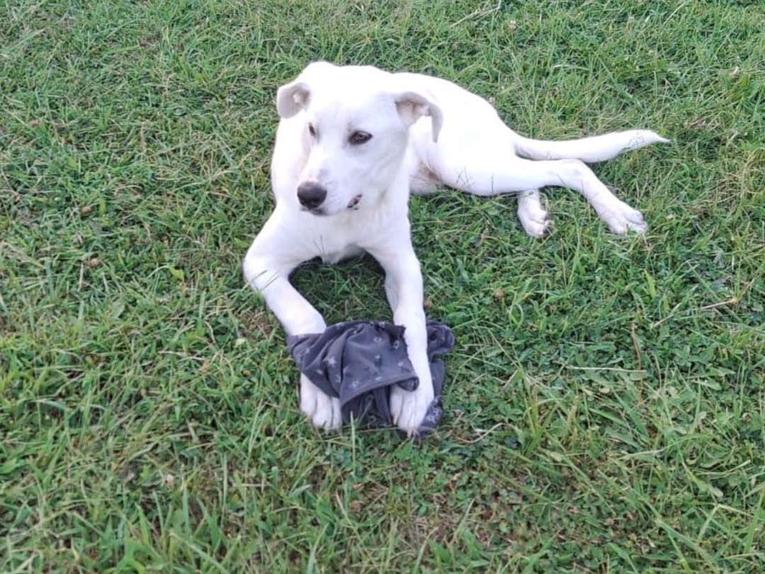 Adotta un cane, maschio, 5 mesi, Crotone