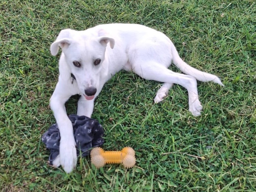 Adotta un cane, taglia media, maschio, Crotone