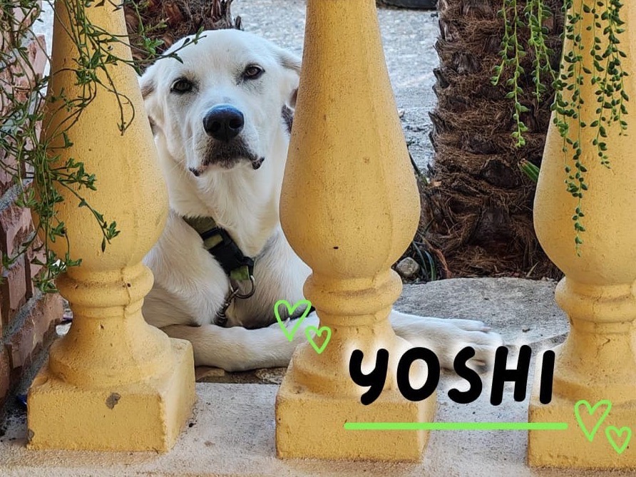 Vuoi adottare un cane a Crotone?