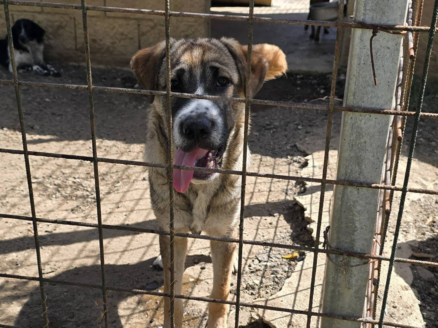 Adozione cane, maschio, Razza sconosciuta Razza sconosciuta, 8 mesi, taglia media, Avellino