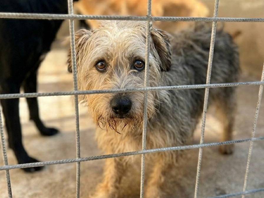 Adozione cane, maschio, Razza sconosciuta Razza sconosciuta, 6 anni e 4 mesi, taglia piccola, Avellino