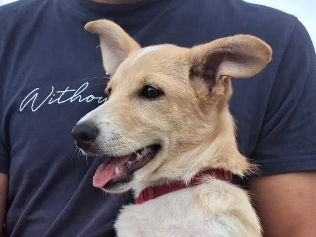Vuoi adottare un cane a Crotone?