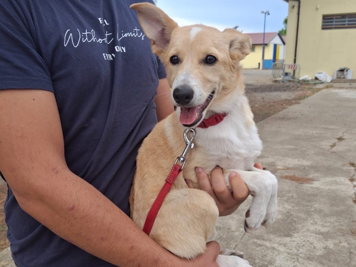 Adotta il cane Fiamma a Crotone