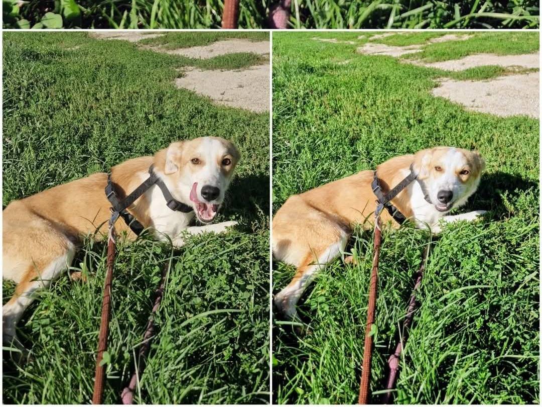 Adotta un cane, maschio, 8 mesi, Varese