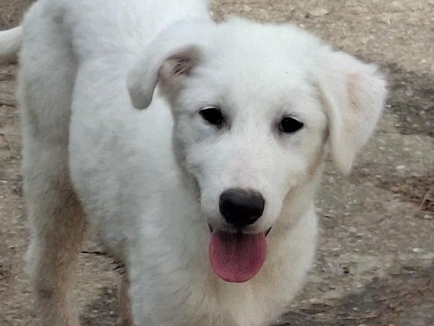 Adozione cane, femmina, Razza sconosciuta Razza sconosciuta, 4 mesi, taglia media, Crotone