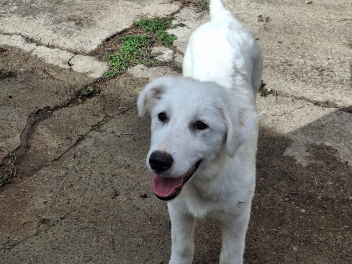 Adotta un cane, femmina, 4 mesi, Crotone