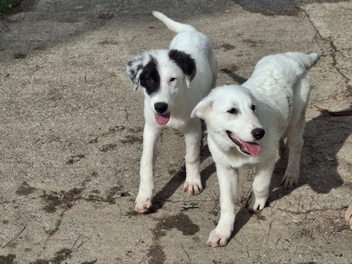 Adotta un cane, taglia media, femmina, Crotone