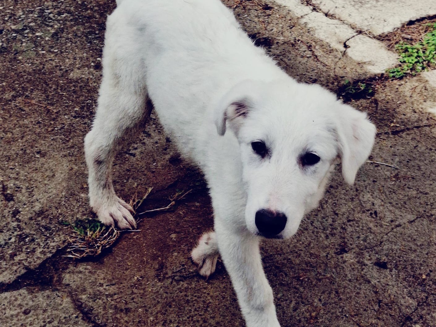 Vuoi adottare un cane a Crotone?