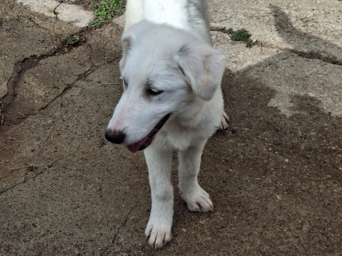 Adotta il cane Provola  a Crotone