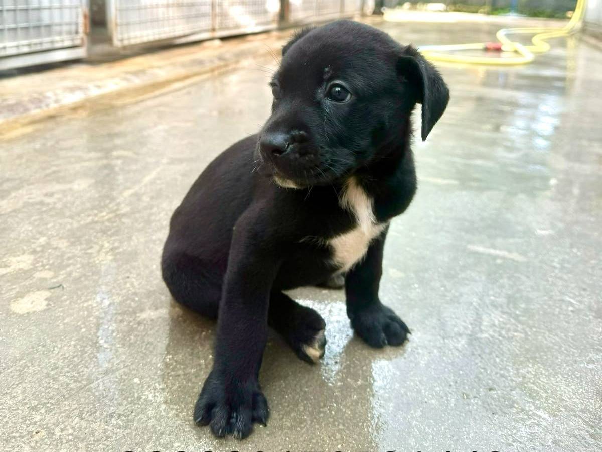 Adozione cane, maschio, Pastore maremmano Corso, 2 mesi, taglia grande, Ancona