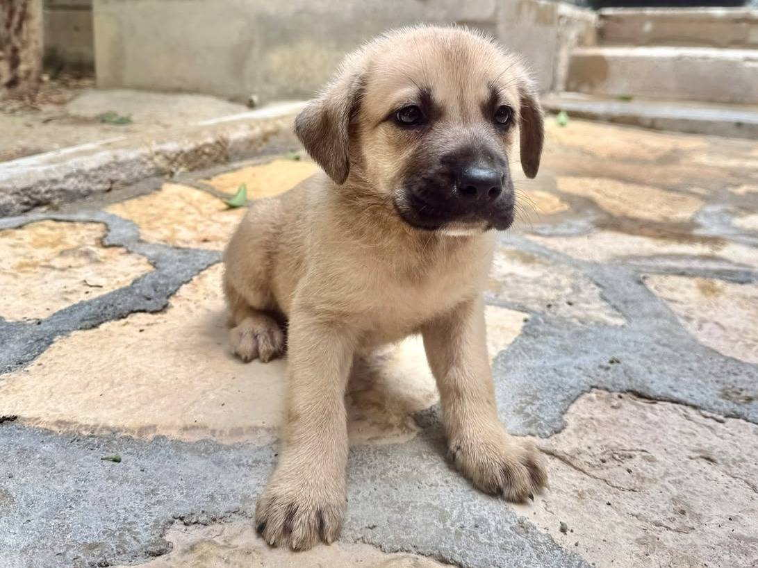 Adozione cane, maschio, Pastore maremmano Corso, 2 mesi, taglia grande, Bologna