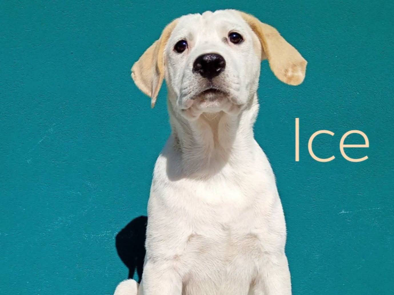 Adozione cane, maschio, Razza sconosciuta Razza sconosciuta, 4 mesi, taglia grande, Bergamo