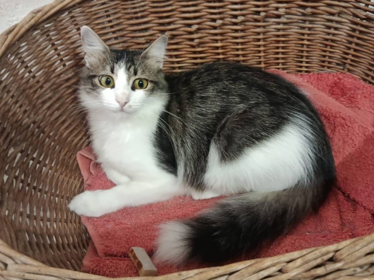 Adotta un gatto, femmina, 4 mesi, Roma