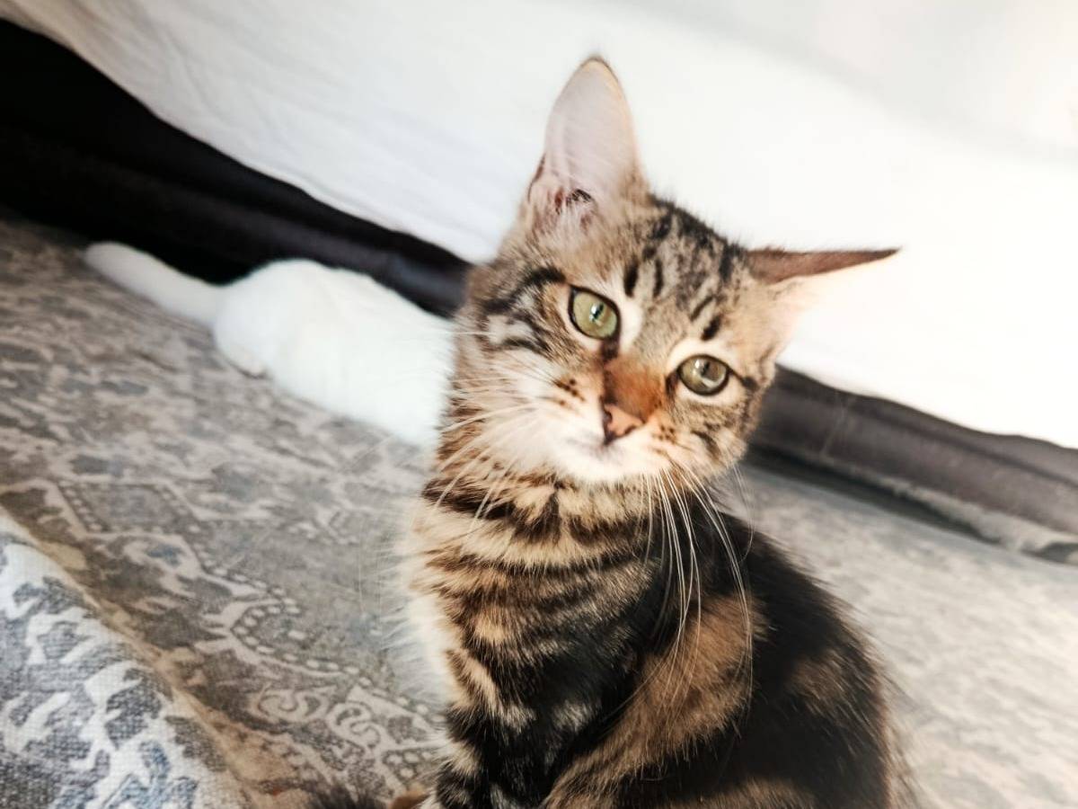 Adotta un gatto, taglia non valida, femmina, Roma