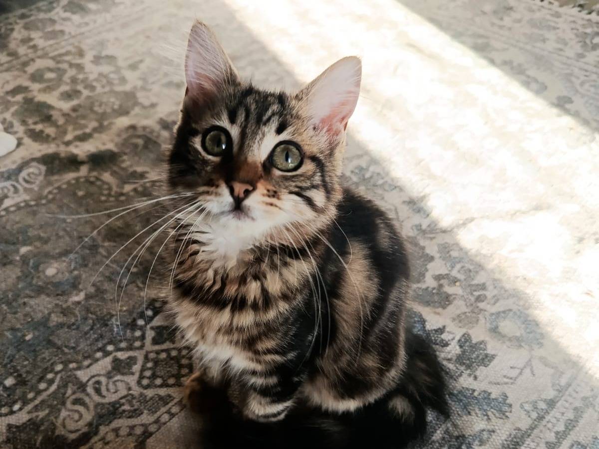 Vuoi adottare un gatto a Roma?
