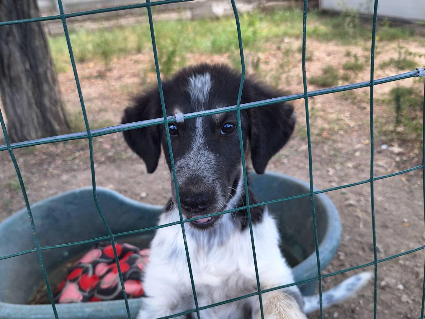 Adozione cane, maschio, Setter Inglese Razza sconosciuta, 5 mesi, taglia grande, Napoli