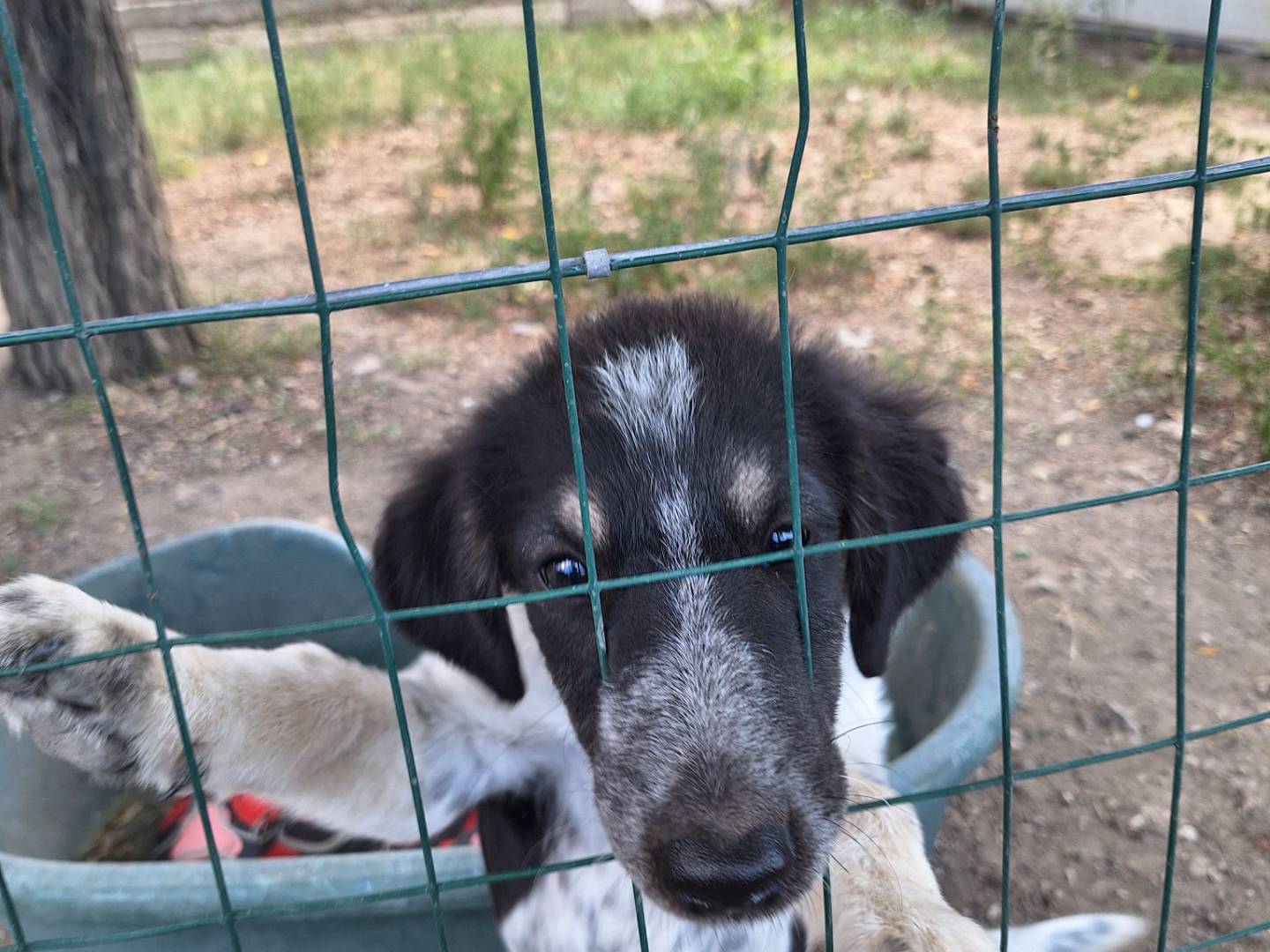 Adotta un cane, maschio, 5 mesi, Napoli