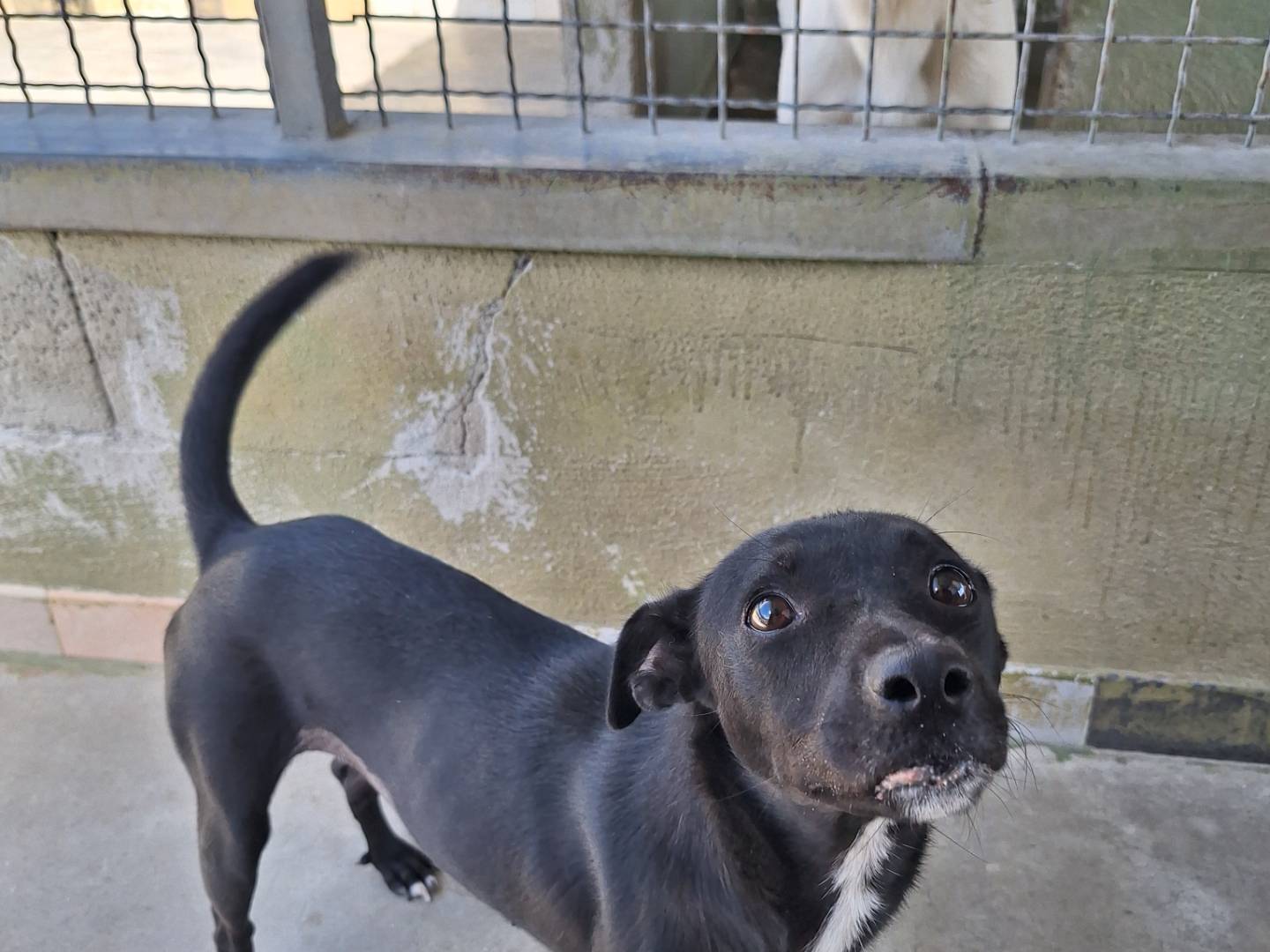 Adozione cane, femmina, Razza sconosciuta Razza sconosciuta, 1 anno e 2 mesi, taglia media contenuta, Napoli