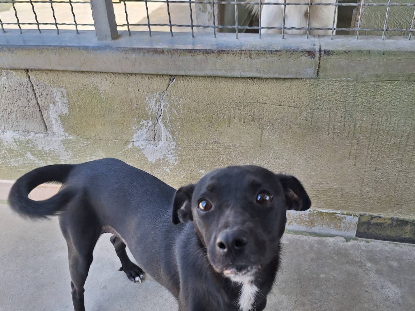 Adotta un cane, femmina, 1 anno e 2 mesi, Napoli
