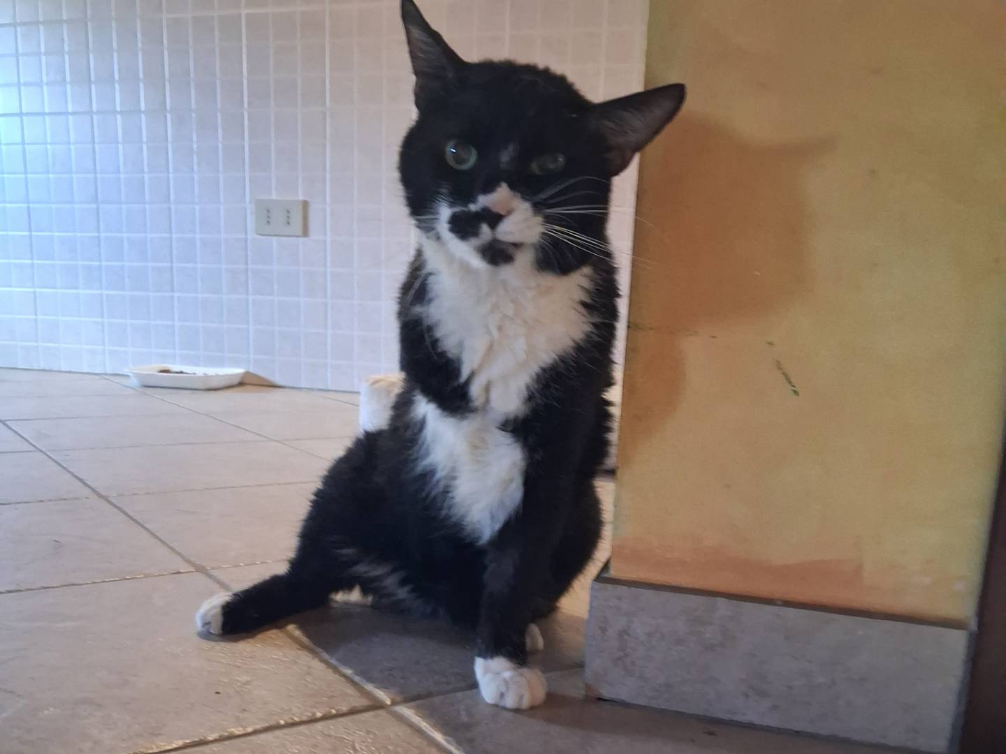 Adozione gatto, maschio, Razza sconosciuta Razza sconosciuta, 4 anni, taglia non valida, Chieti