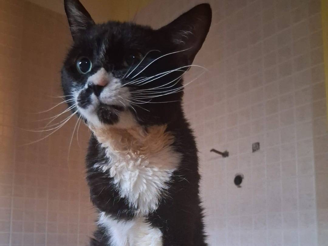 Adotta un gatto, maschio, 4 anni, Chieti