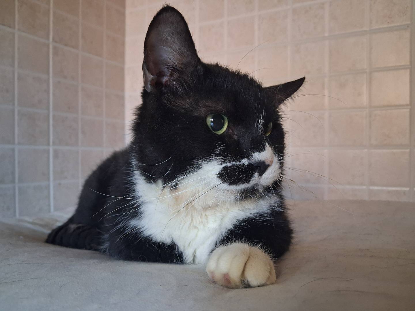 Adotta un gatto, taglia non valida, maschio, Chieti