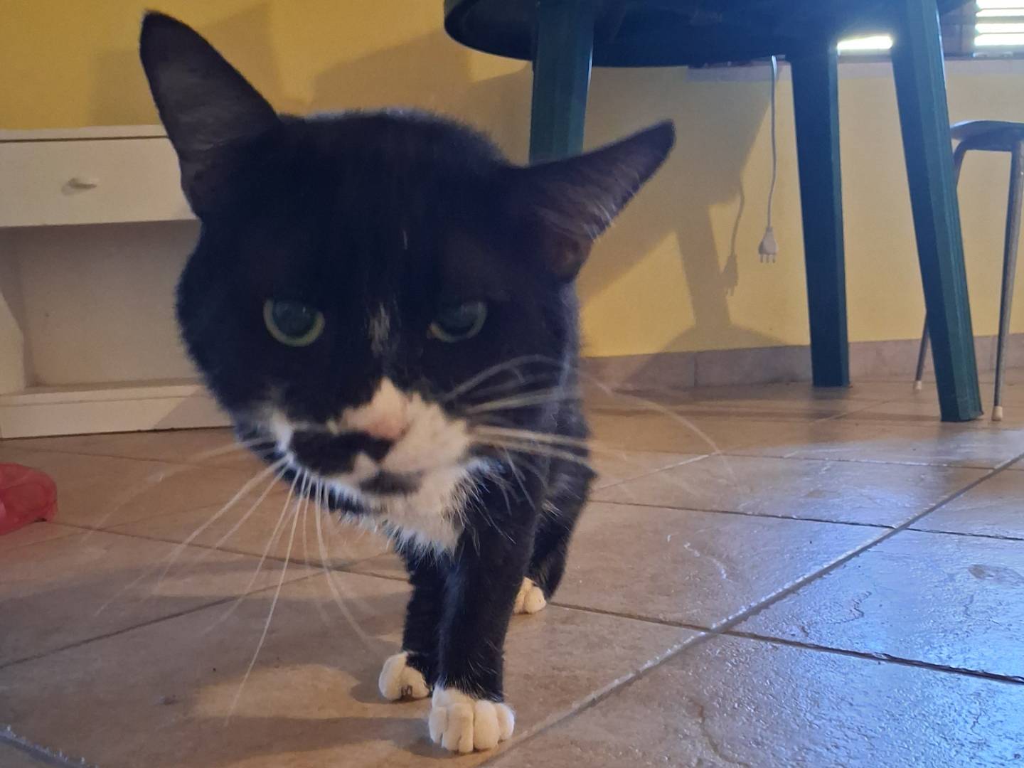 Vuoi adottare un gatto a Chieti?
