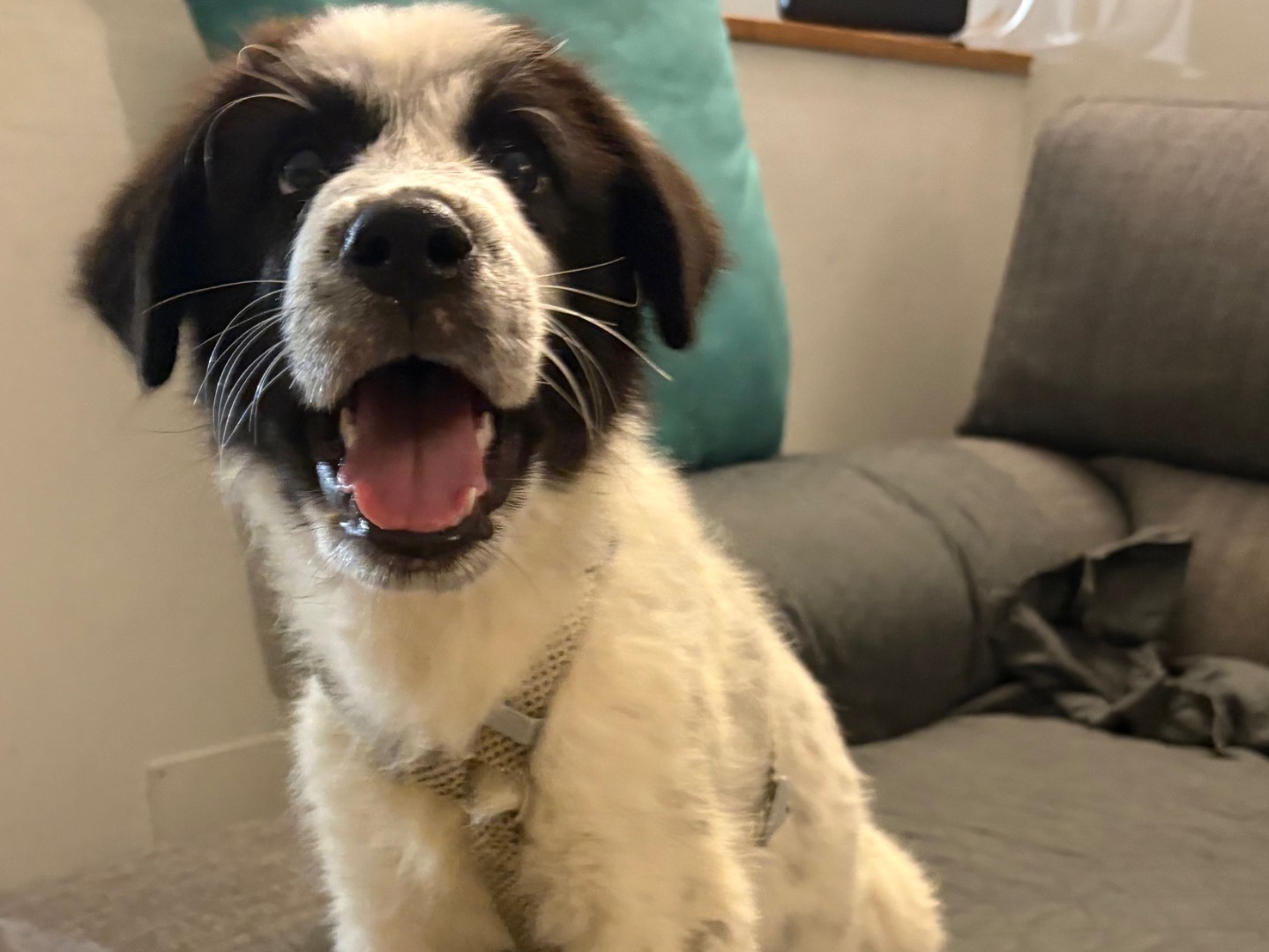 Adozione cane, femmina, Razza sconosciuta Razza sconosciuta, 3 mesi, taglia grande, Firenze