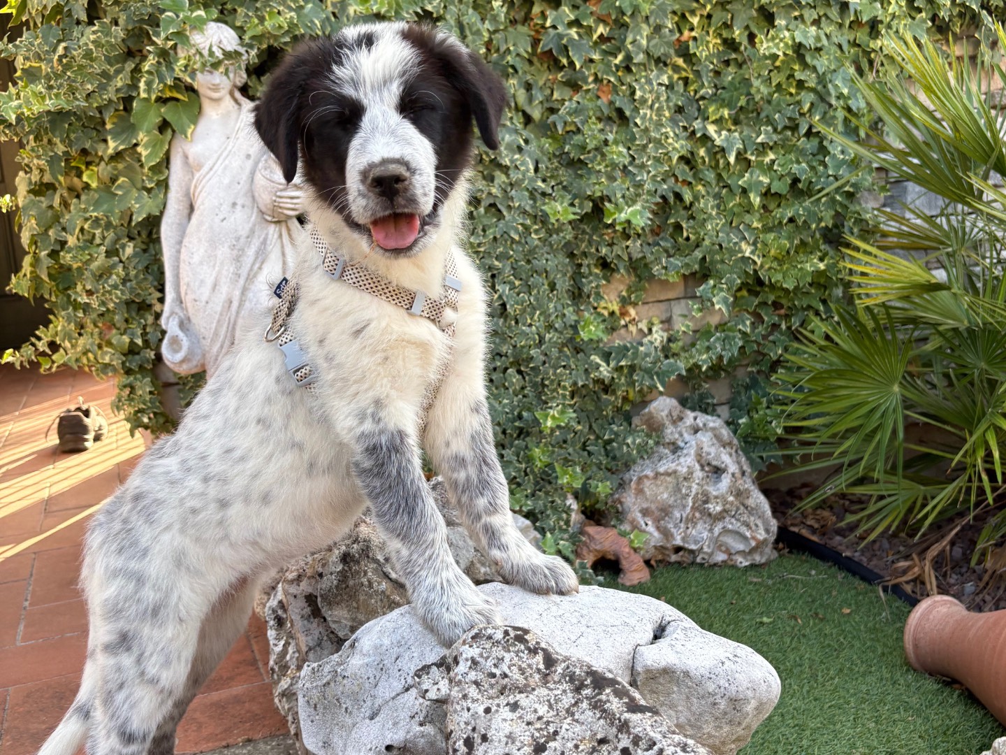 Adotta un cane, femmina, 3 mesi, Firenze