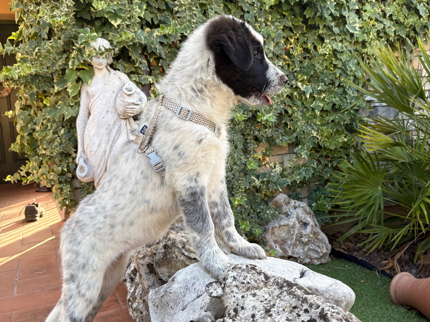 Adotta un cane, taglia grande, femmina, Firenze