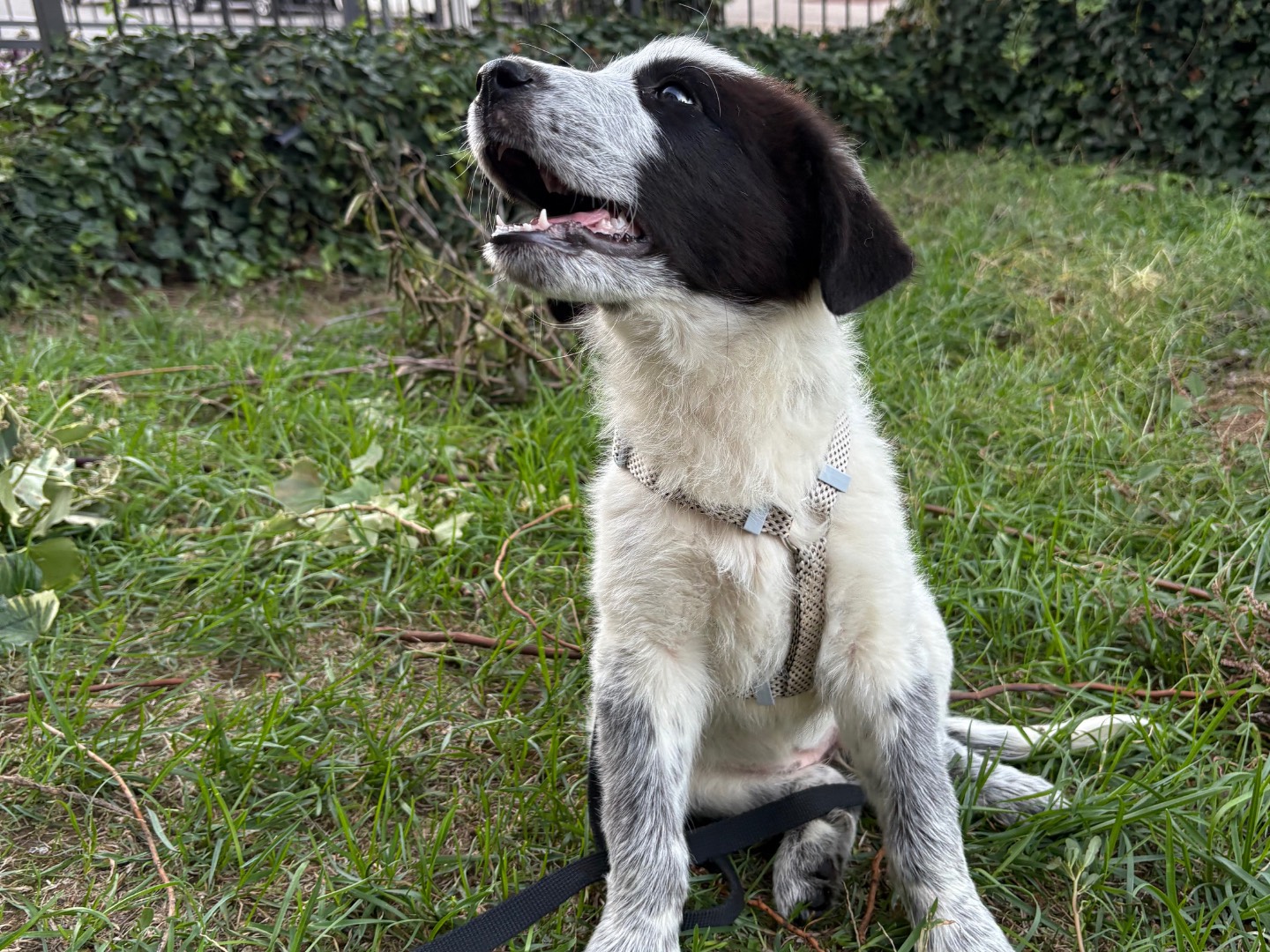 Vuoi adottare un cane a Firenze?