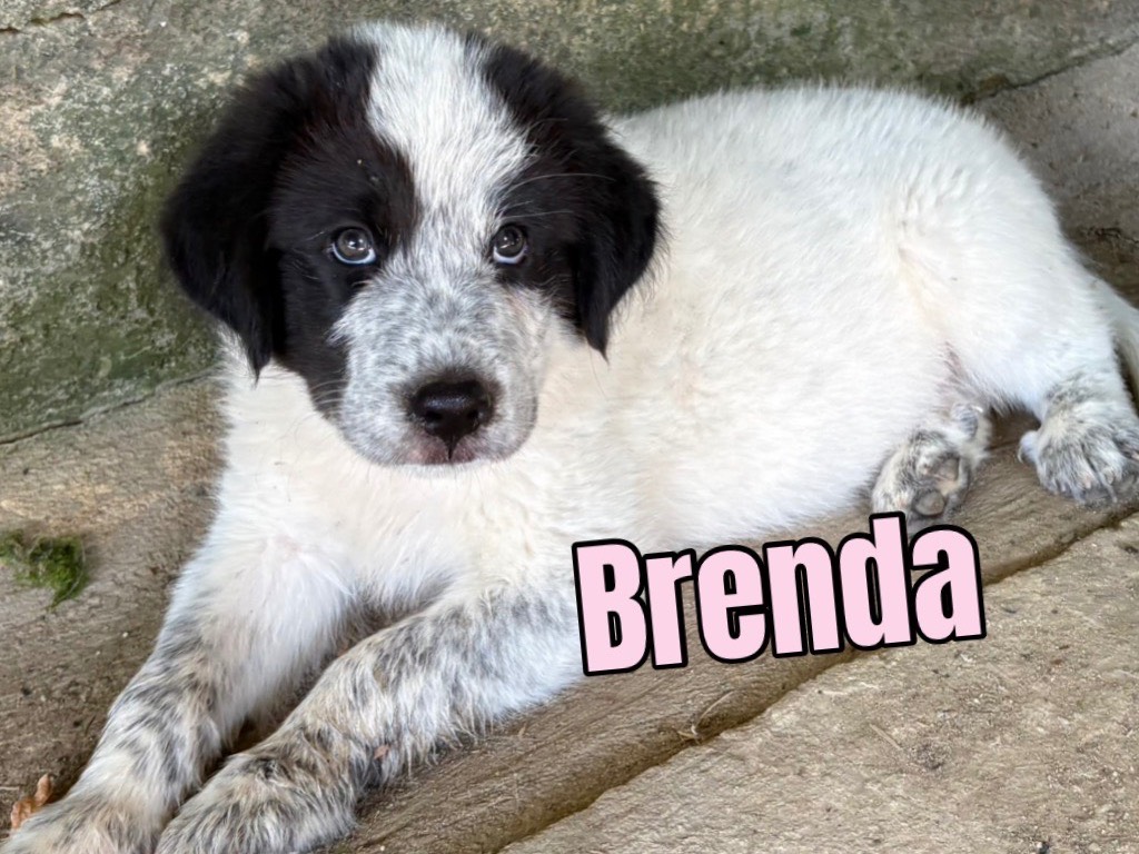 Adotta il cane Brenda  a Firenze