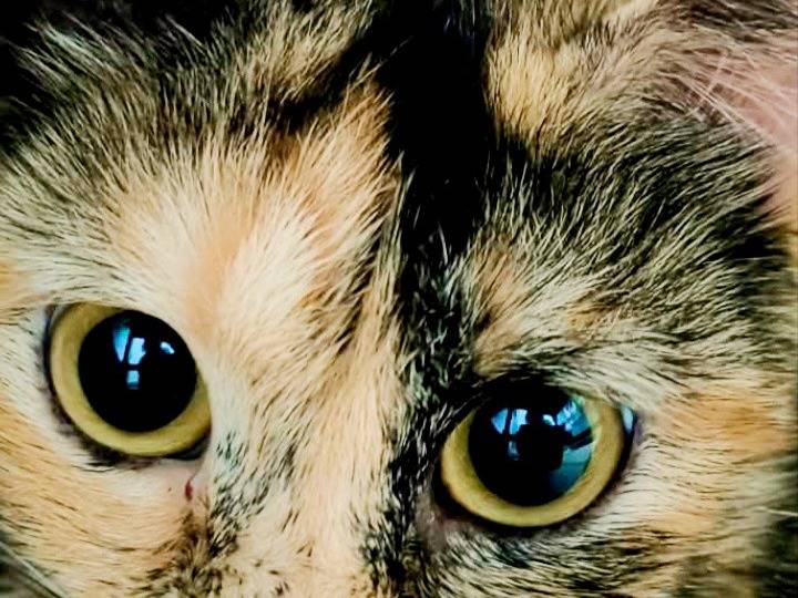 Adozione gatto, femmina, Razza sconosciuta Razza sconosciuta, 11 mesi, taglia non valida, Firenze