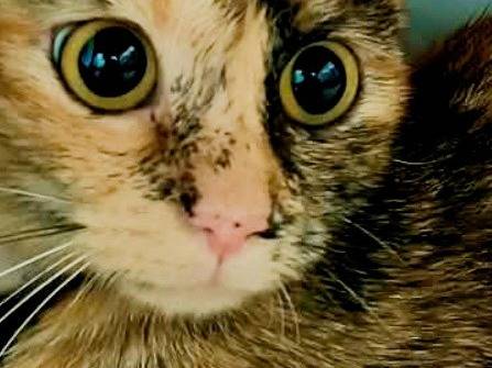 Adotta un gatto, femmina, 11 mesi, Firenze