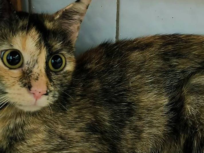 Adotta un gatto, taglia non valida, femmina, Firenze
