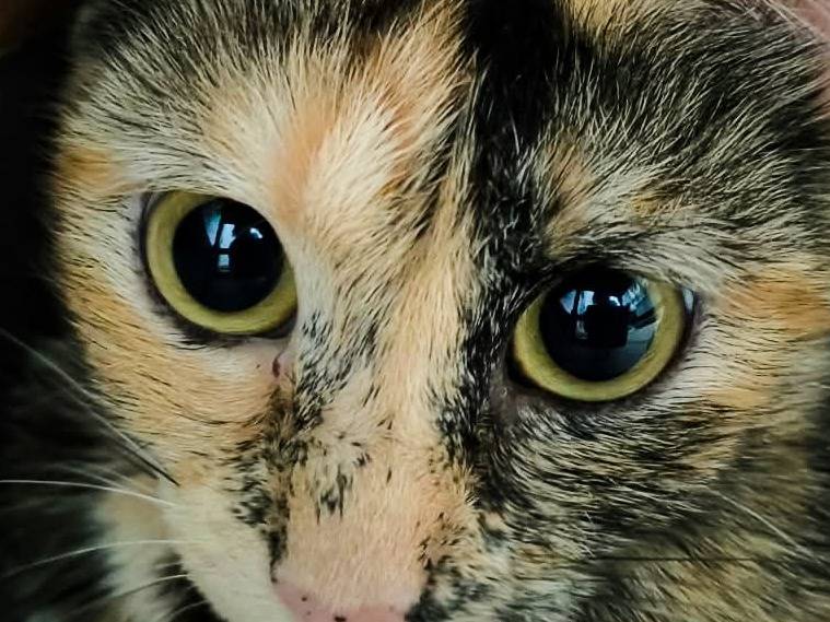 Vuoi adottare un gatto a Firenze?