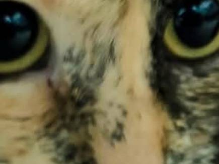 Adotta il gatto DUCHESSA  a Firenze