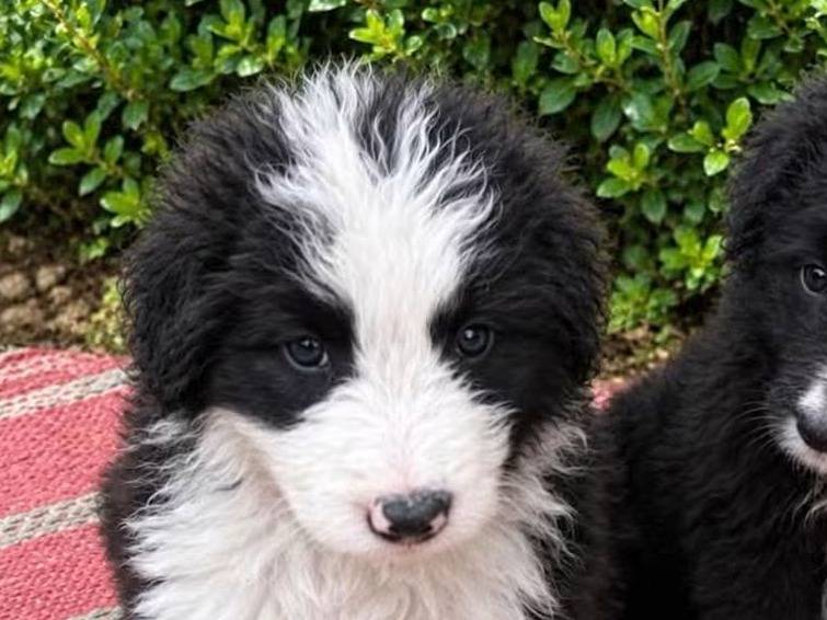 Adozione cane, maschio, Pastore maremmano Razza sconosciuta, 1 mese, taglia media, Trapani