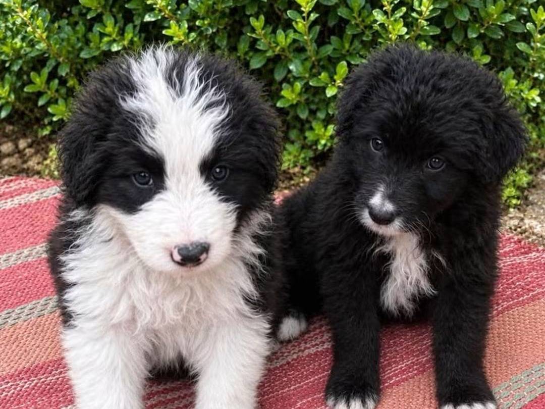 Adotta un cane, maschio, 1 mese, Trapani