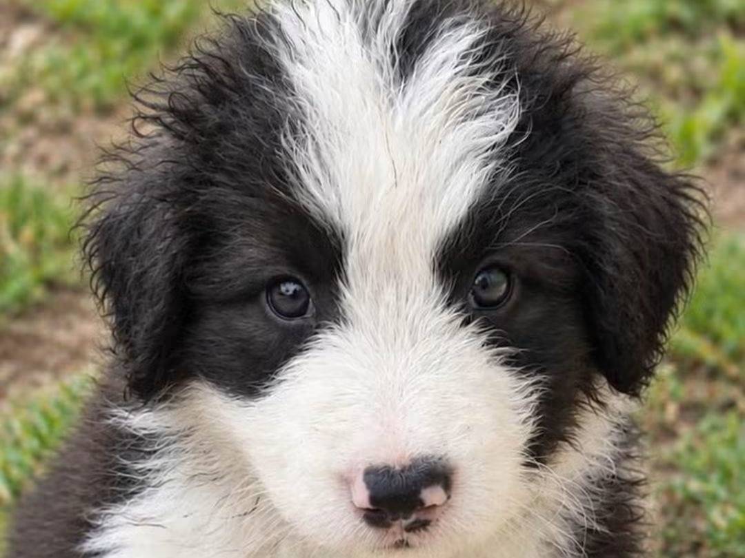Adotta un cane, taglia media, maschio, Trapani