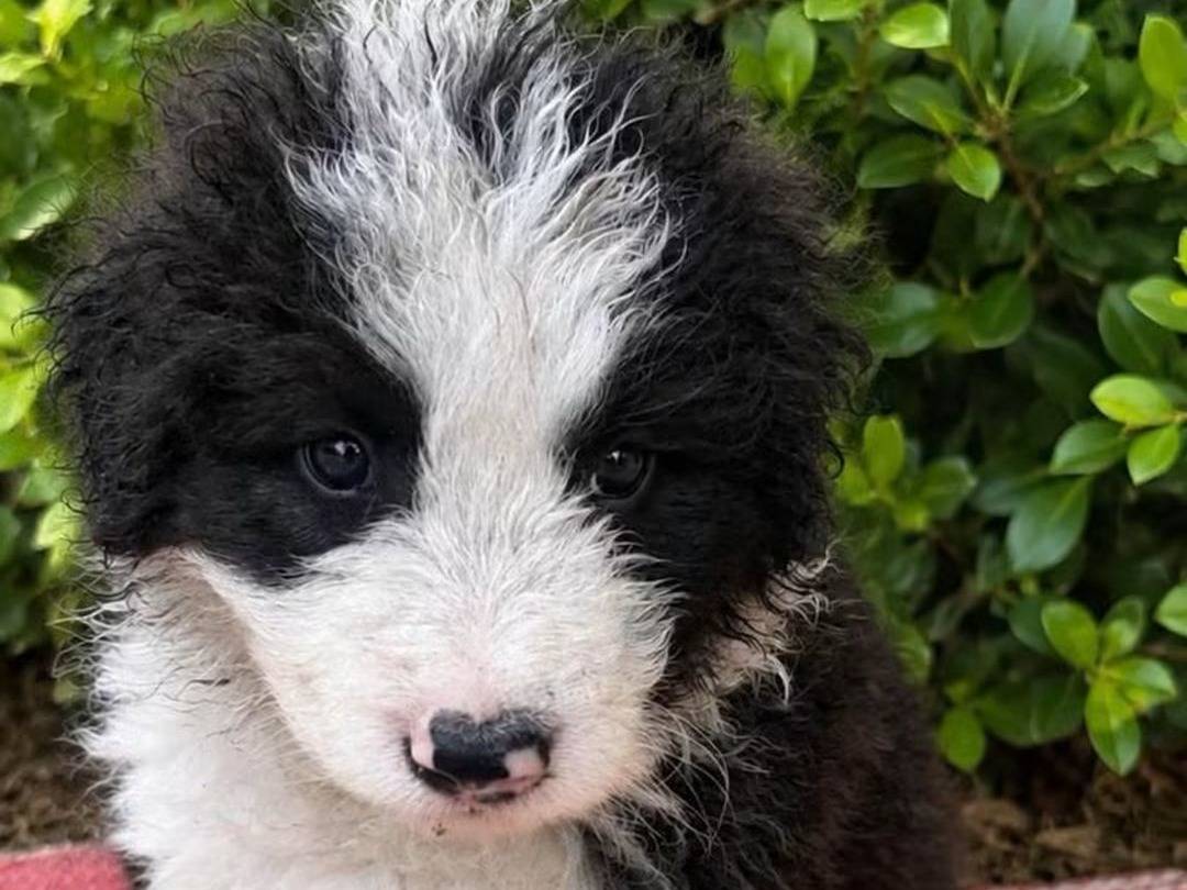 Vuoi adottare un cane a Trapani?