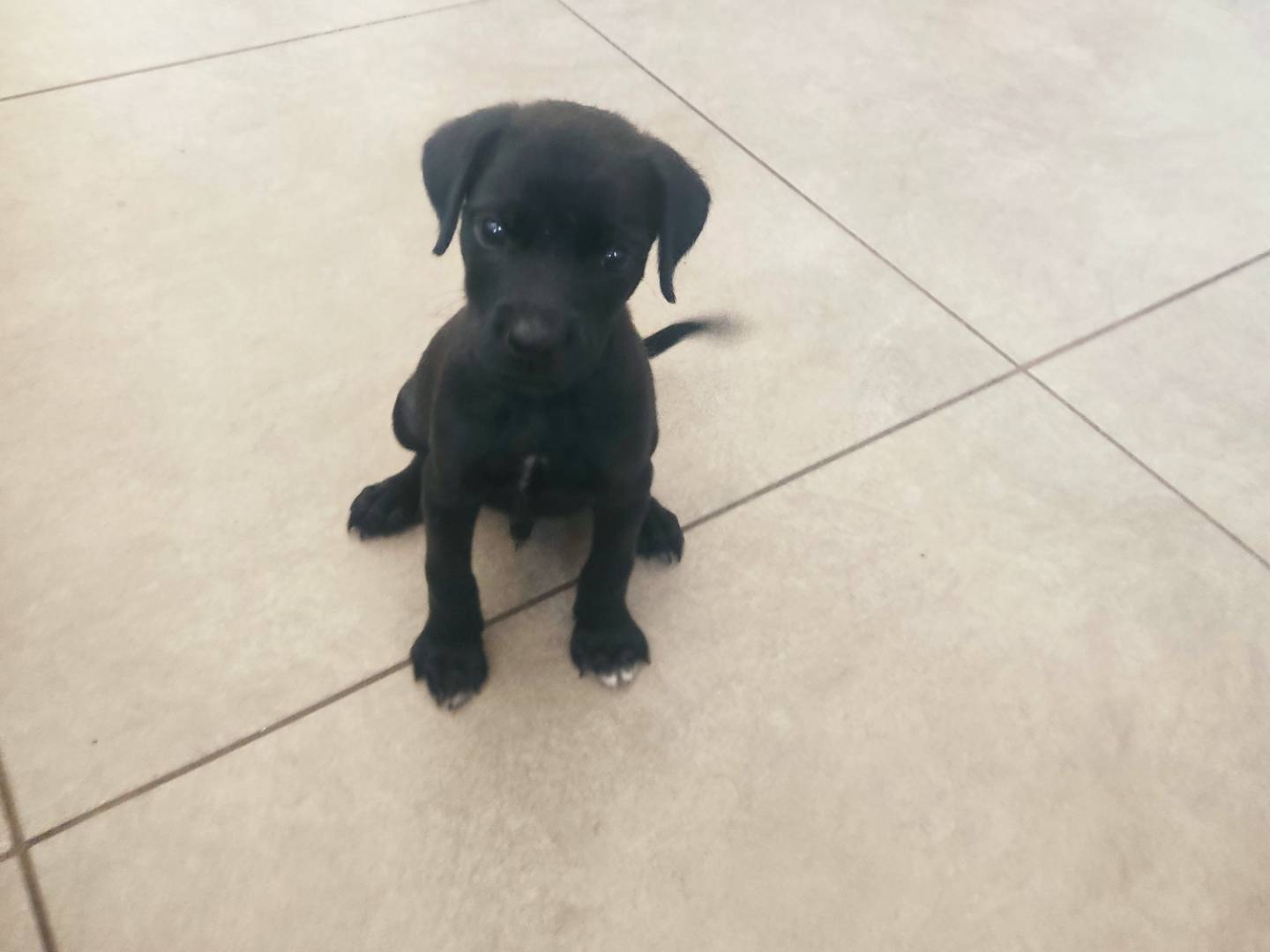 Adozione cane, maschio, Razza sconosciuta Razza sconosciuta, 1 mese, taglia media, Varese